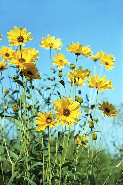 Sunflowers
