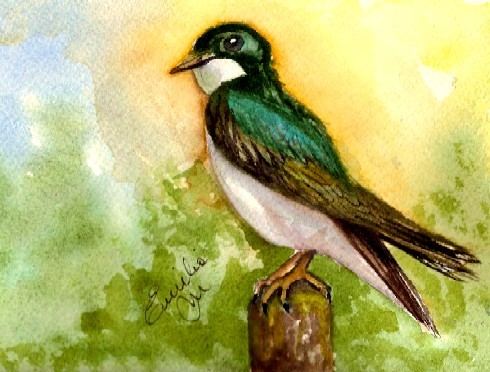 Tree Swallow