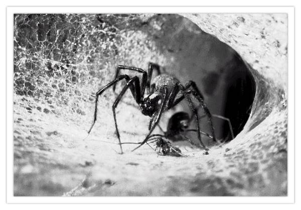 Athena's Wrath - Grass Spider