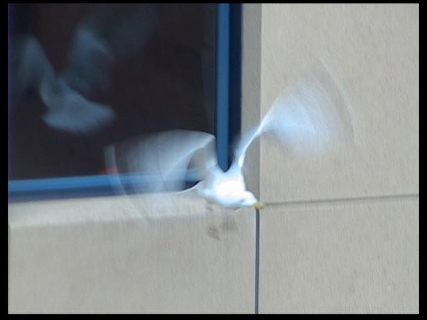 a gull takes flight...