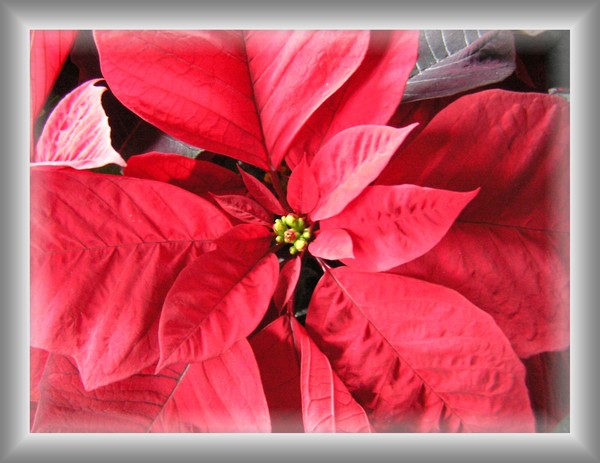 Happy Holidays