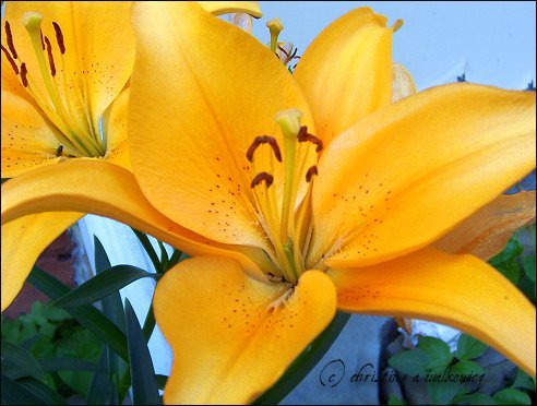 Sunburst