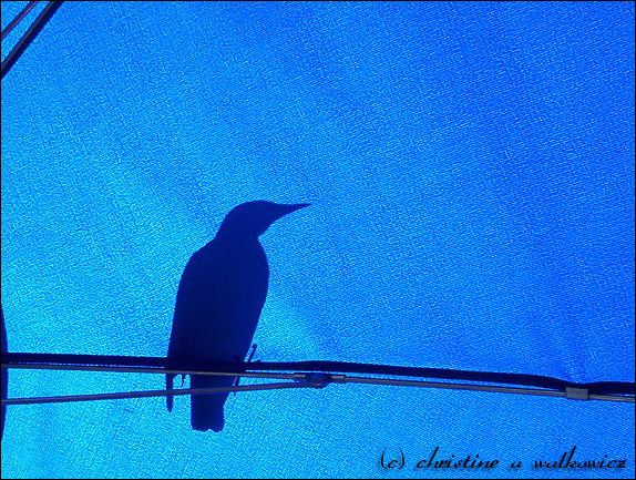 In Shadow