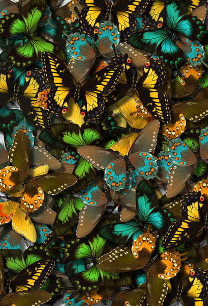 I Luv My Butterflies!!!