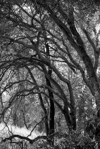 Arched Trees- Black and White