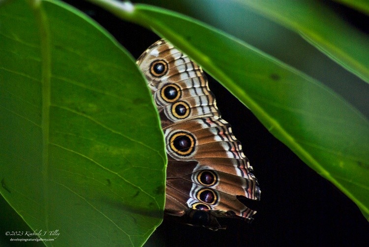 Blue Morpho Butterfly, P9352