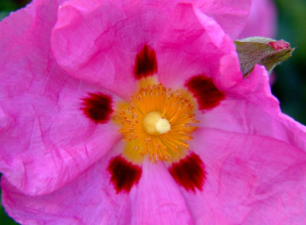 Up Close 010