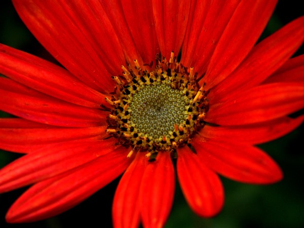 Up Close 028