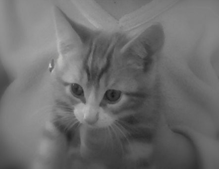 Louie