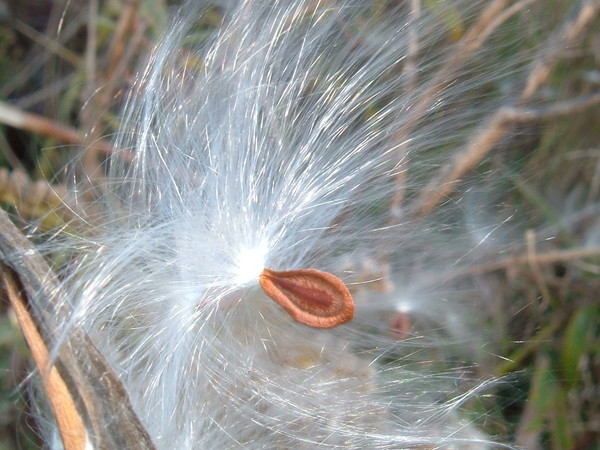 Seed Erupting