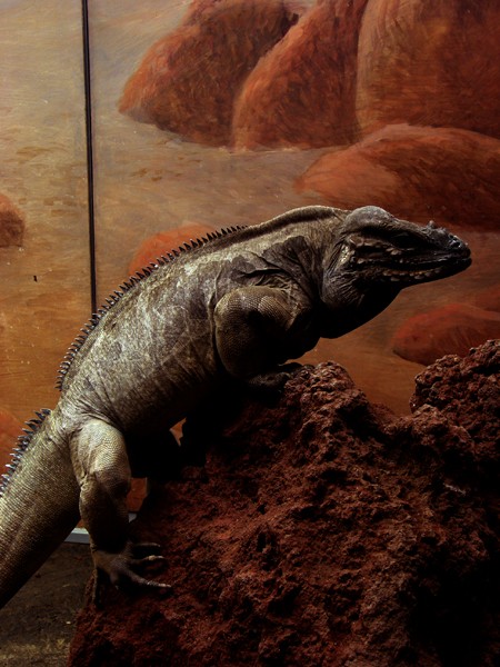 Lizards