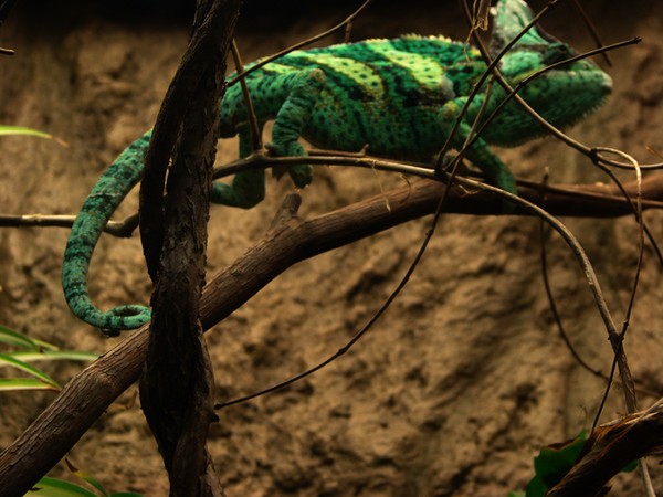 Lizard