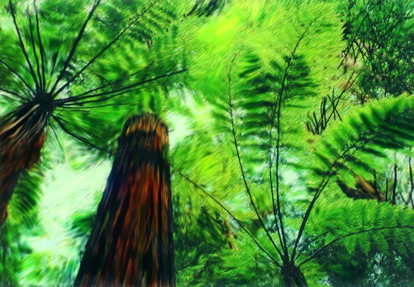 Redwood Forest