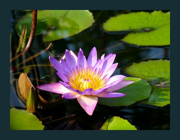 Purple Lily-side
