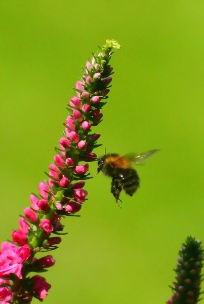 Flying Bumble Bee
