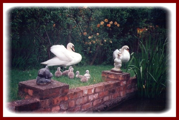 Swans