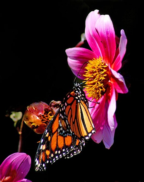 The Butterfly of Last Summer