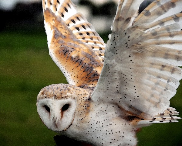 Hooting was on the move