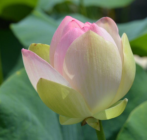 Lotus Blossom