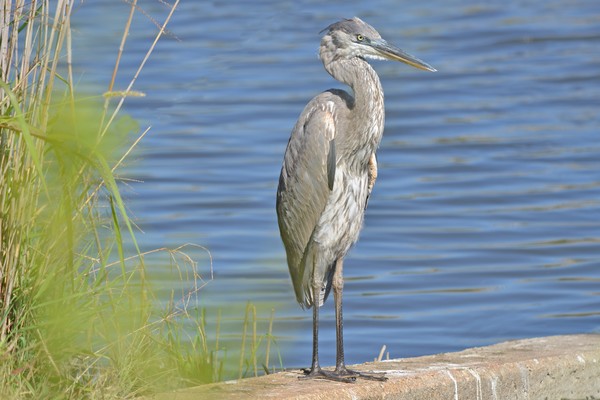 Great Blue Heron