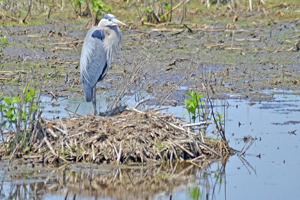 Blue Heron on Nest