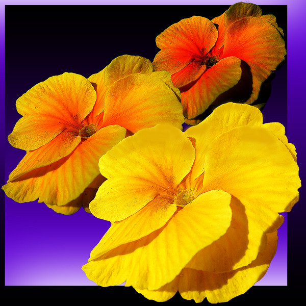 Periscoping Posies