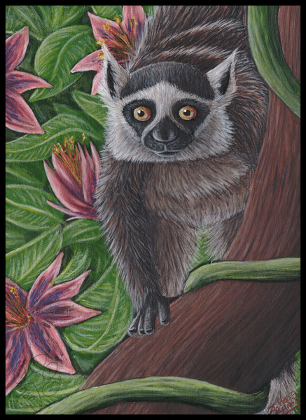 Ringtail