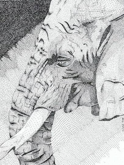 Elephant