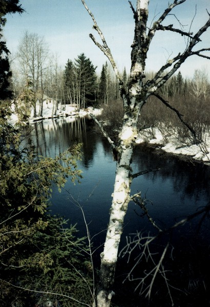River Birch
