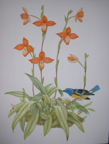 Phragmipedium besseae and Turquoise Tanager