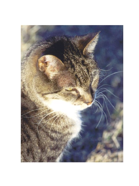 Cat, a smooth haired cat