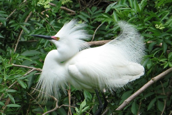 Breeding time...snowy egret