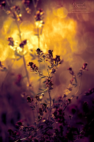 Sunset meadow
