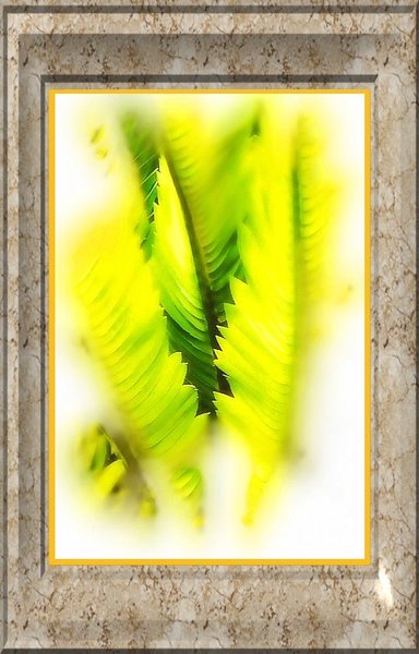 Palm Portrait
