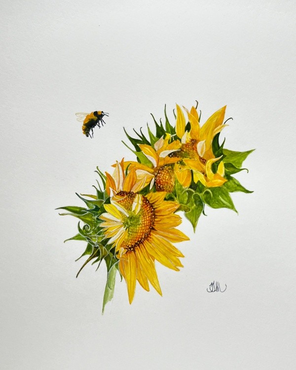 SUNFLOWERS 
