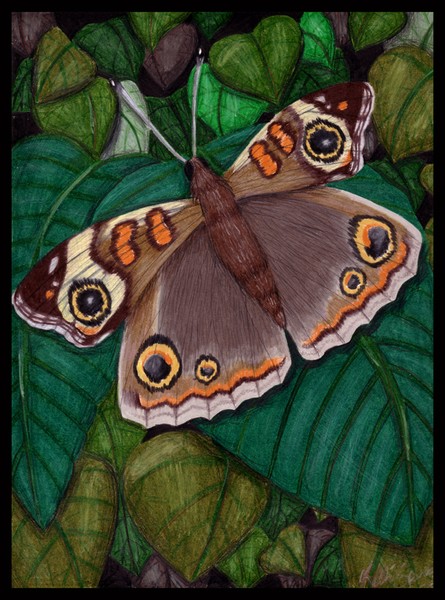 moth