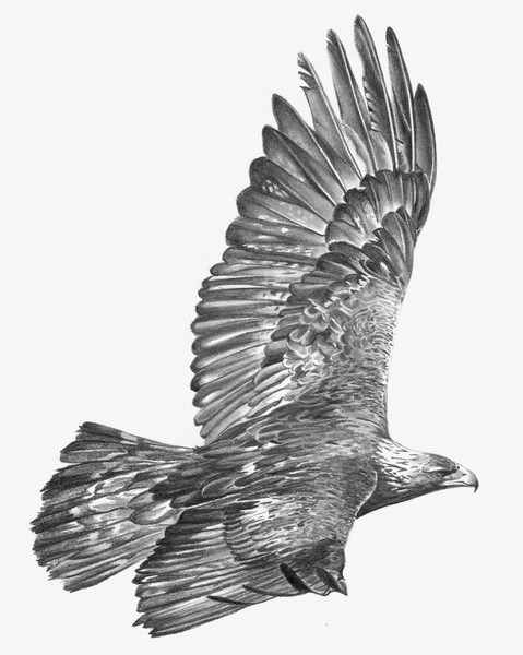Golden Eagle