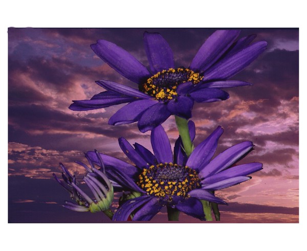 flower  merge