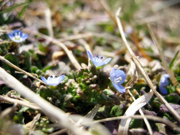 Little Beauties