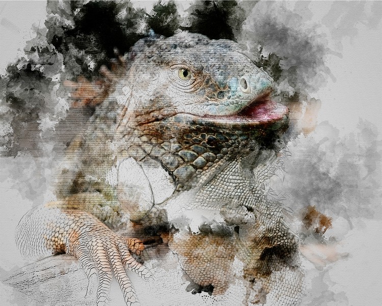 lizard for exporting