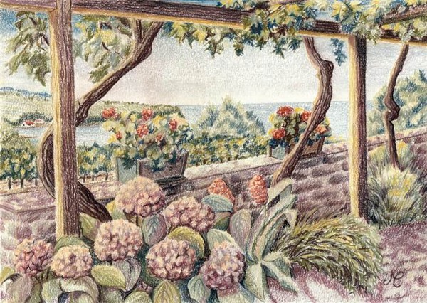 Wineyard in summer