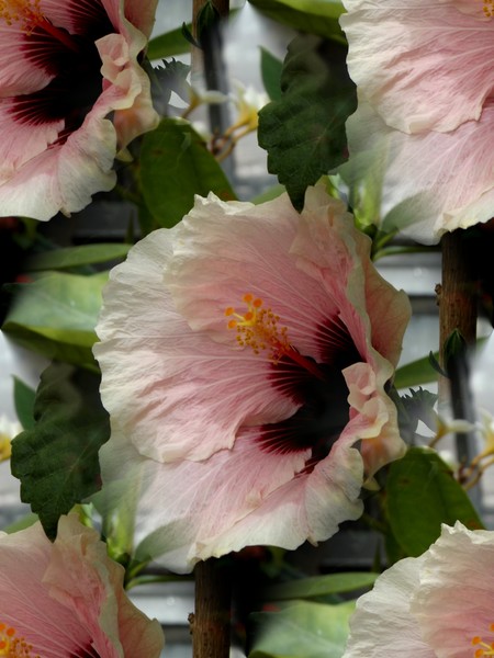 Hibiscus In The Park (One)
