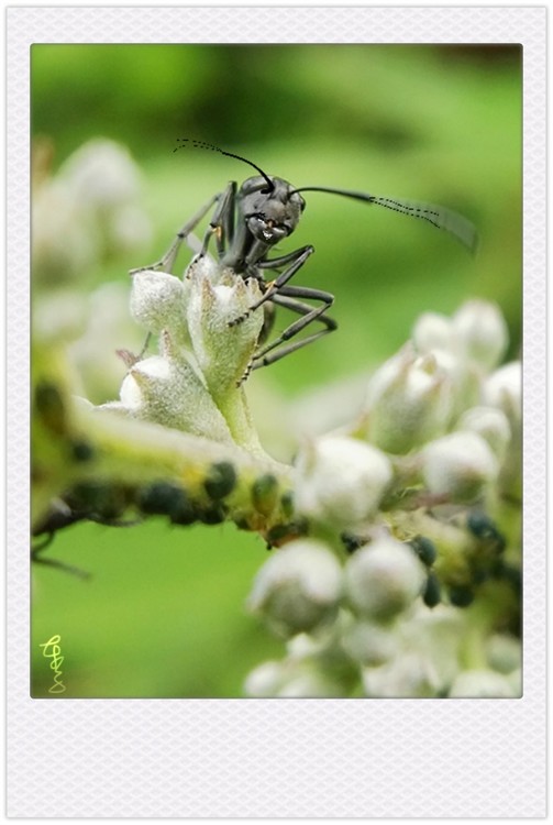 Standing Ant