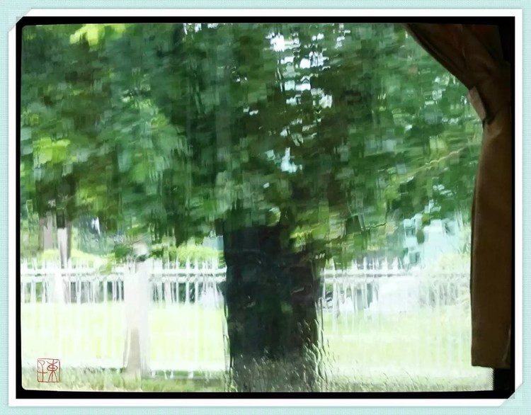 Tree In Rain