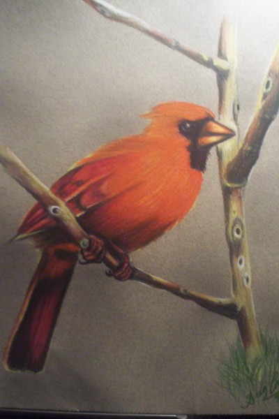 cardinal