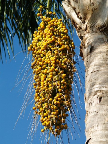 Untitled (Palm Tree)