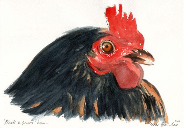 Black and brown hen