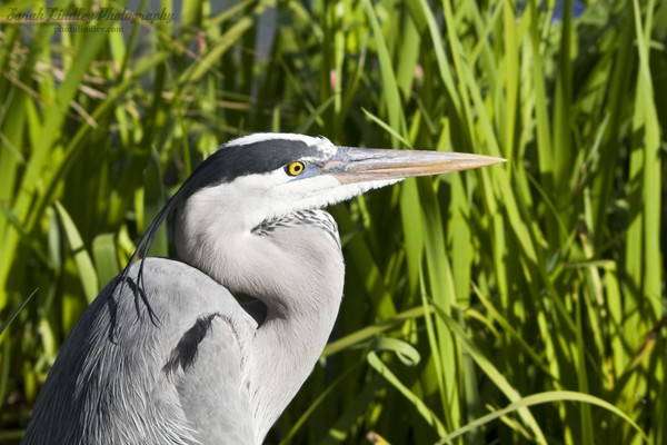 Great Blue Heron