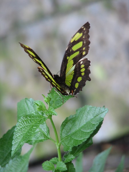 Malacite Butterfly