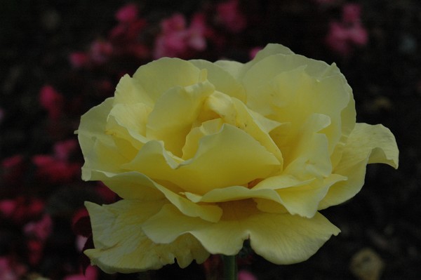 Yellow Rose of Halifax